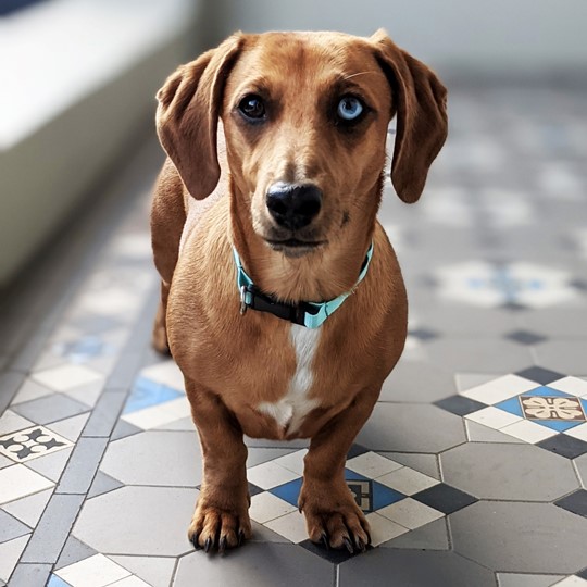  1xena1 wearing collar on tiles